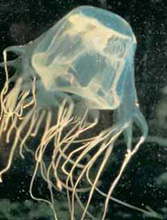 Chironex box jellyfish